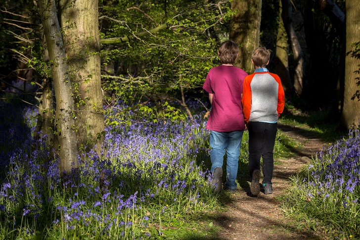 Two boys walk away along a path through a bluebell wood