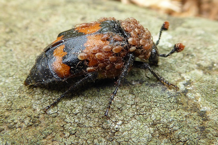 A large black and red beetle covered in red mites