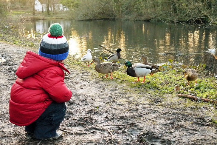 A boy in red coat feeding ducks on a muddy river bank