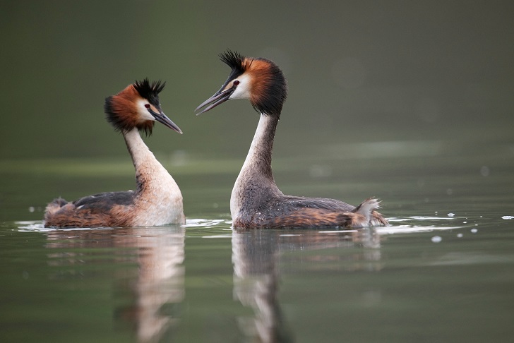 Two birds on the water looking at each other