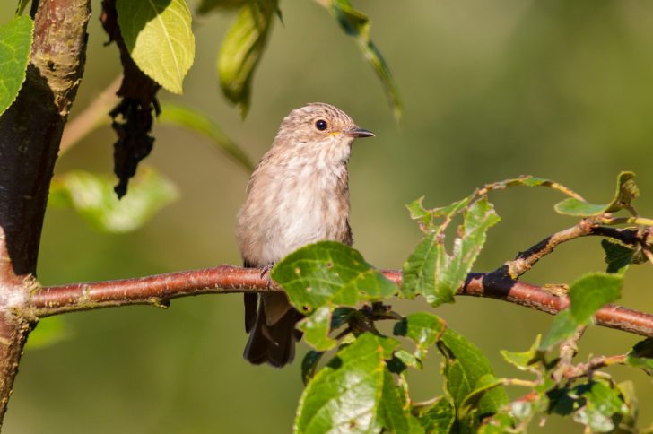 Spotted flycatcher on a branch