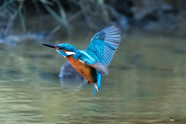 A kingfisher swooping down on a river