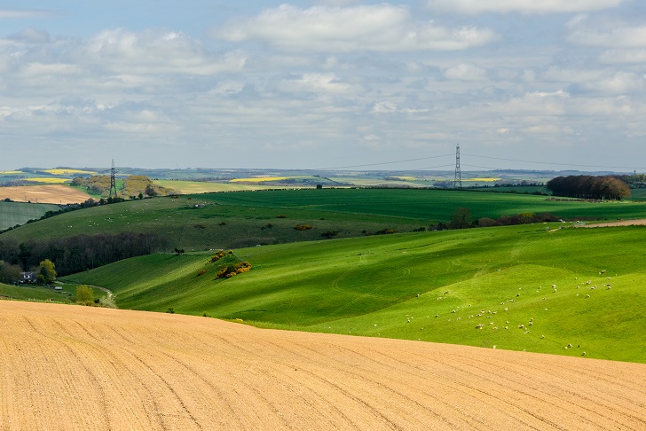 A patchwork rolling landscape of yellow and green field with a row of pylons in the distance