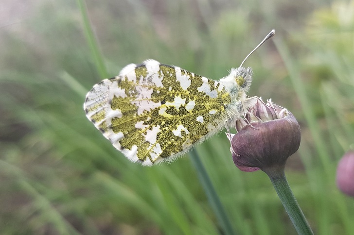 A white and green butterfly close-up on a plant