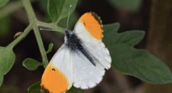 A white butterfly with orange tips on a green plant