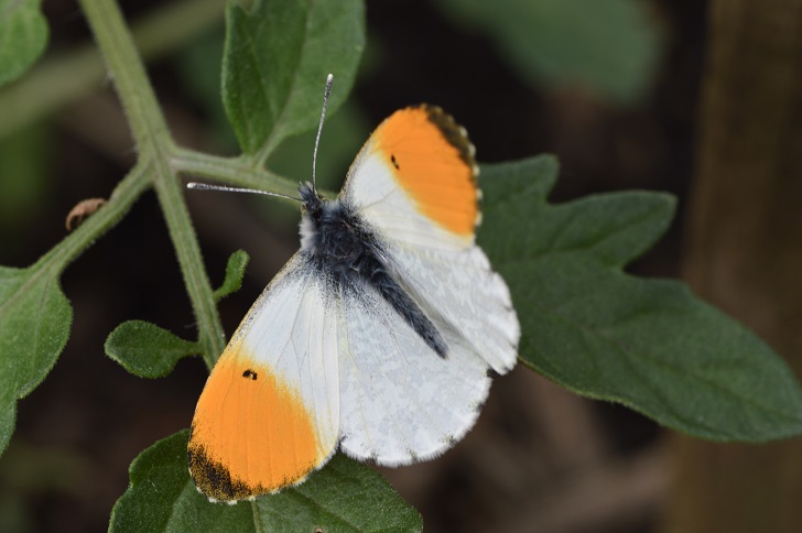 A white butterfly with orange tips on a green plant
