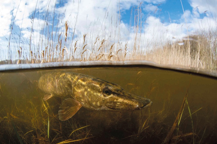 A large fish swimming underwater in muddy river