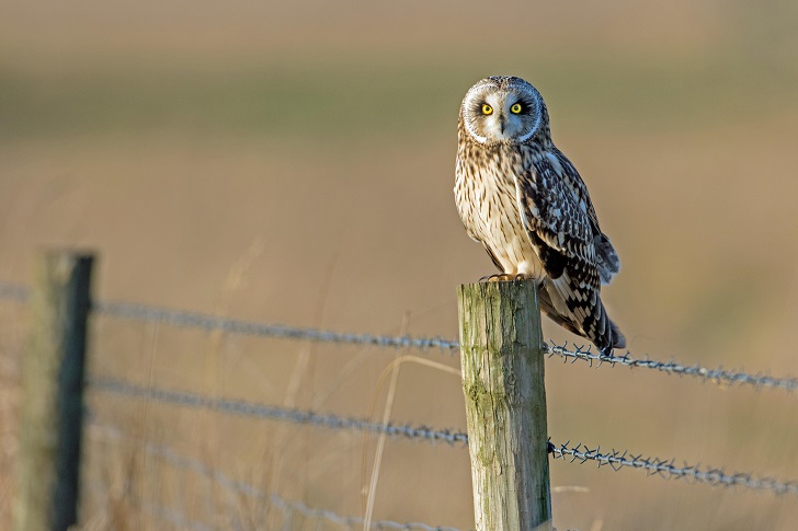 A short-eared owl perched on a barbed wire fence post