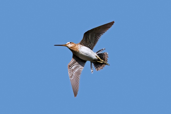 A long billed bird flying in a blue sky with tail feathers splayed