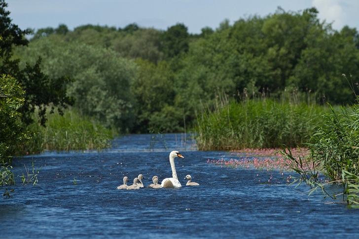 A swan and cygnet on a river surrounded by trees and tall grass