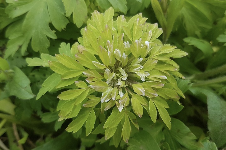 A green-flowered plant