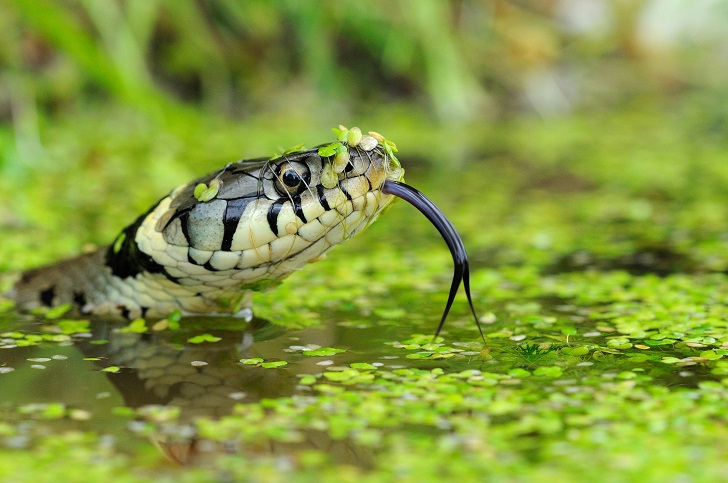 A grass snake emerging from a river with forked tongue extended