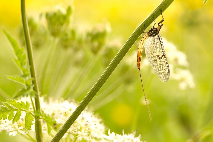 A mayfly on a plant stem