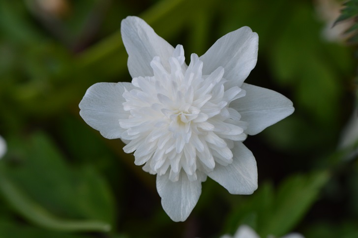 a white star-shaped flower with frilly middle