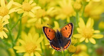 A red butterfly with black markings on yellow flowers