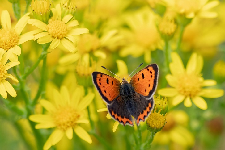 A red butterfly with black markings on yellow flowers