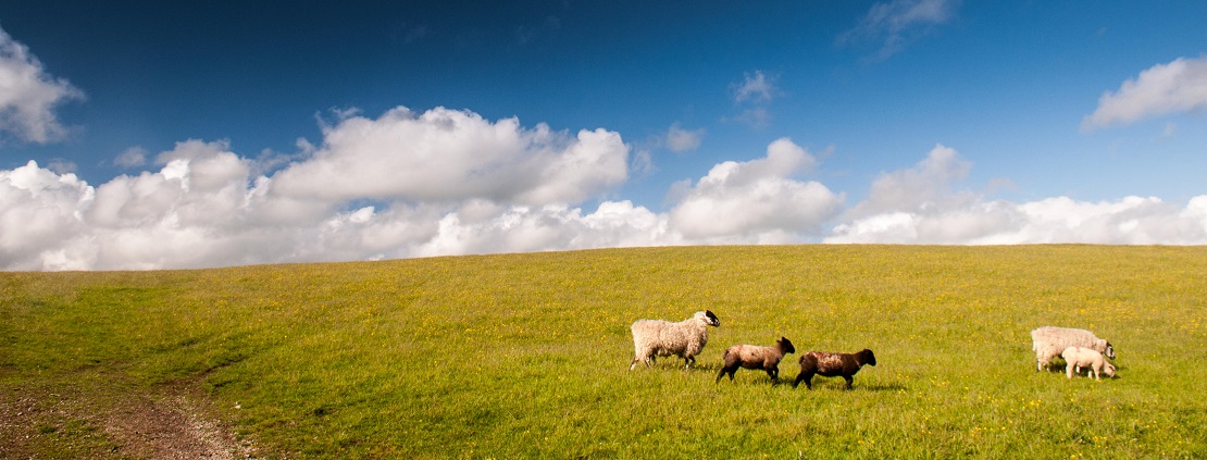lambs and a sheep on a green hillside