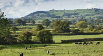 Cows grazing with hedgerows and hills in the background