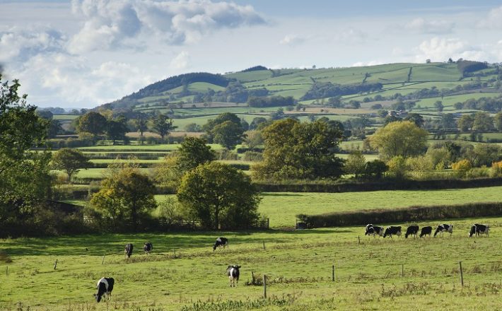 Cows grazing with hedgerows and hills in the background