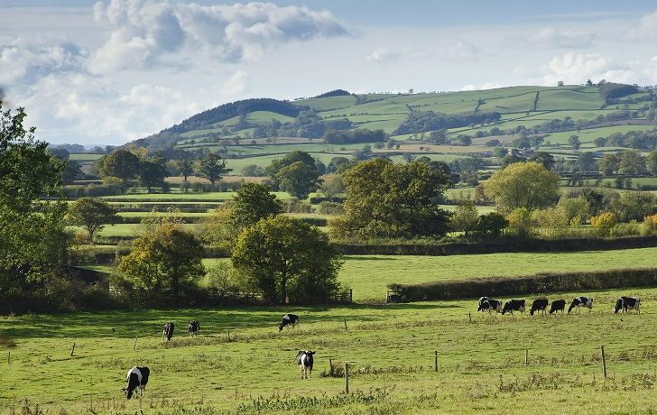 Cows grazing with hedgerows and hills in the background