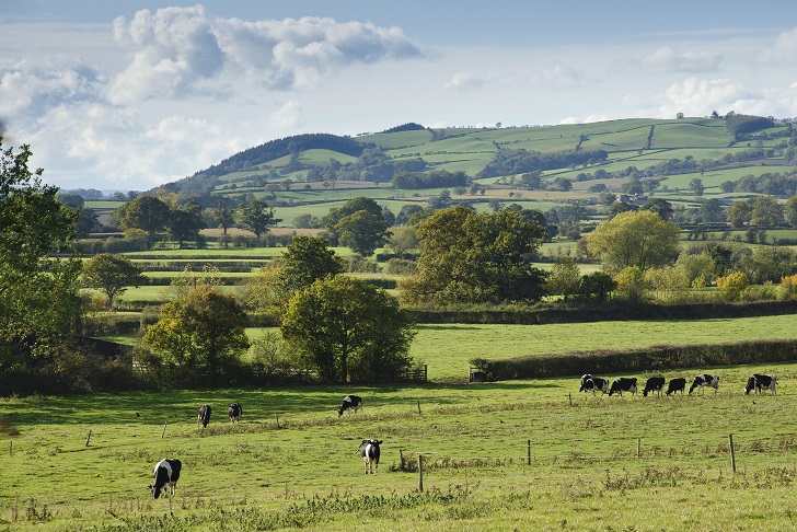 Cows grazing with hedgerows and hills in the background