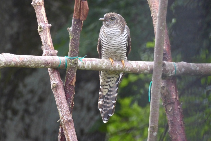 A bird perched in a garden setting