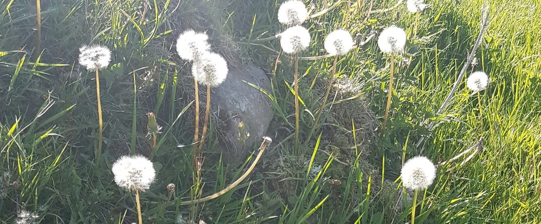 Dandelion clocks in the sun