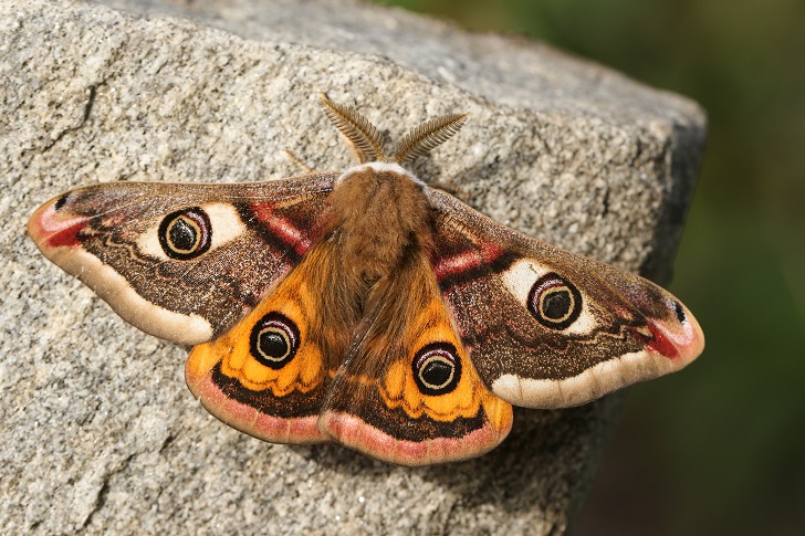 An orange moth with eye patterns on a stone