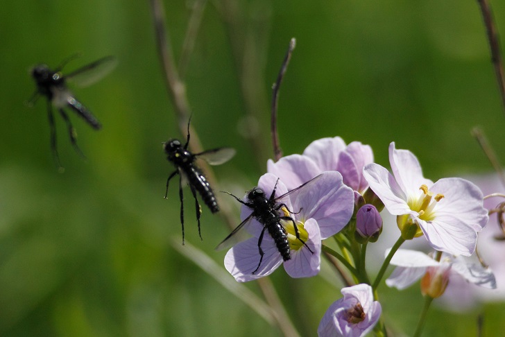 Three large black flies pollinating a mauve flower