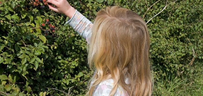 a girld reaching up to pick blackberries from a hedgerow
