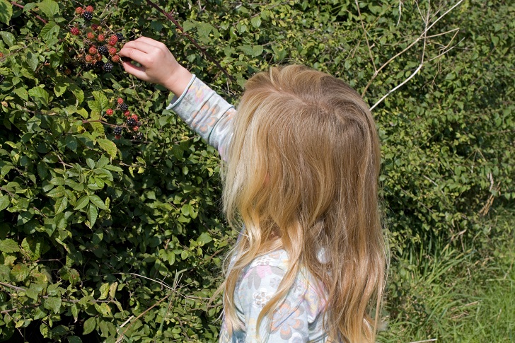 a girld reaching up to pick blackberries from a hedgerow