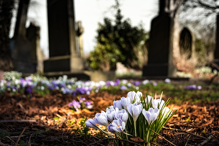 A green and welcoming graveyard with spring flowers