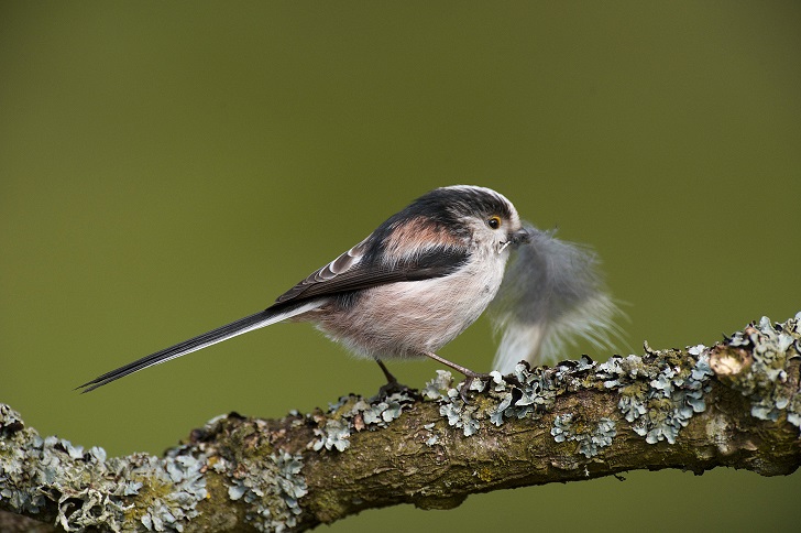 a long-tailed bird on a branch with a feather in its beak