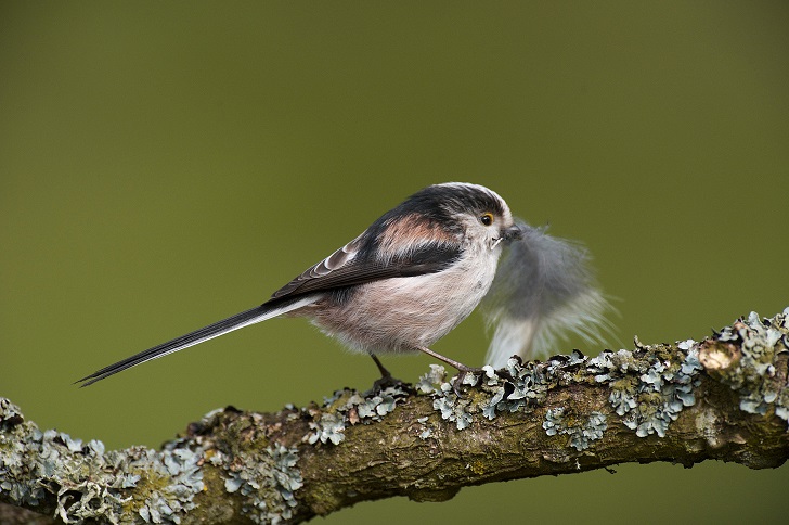 a long-tailed bird on a branch with a feather in its beak