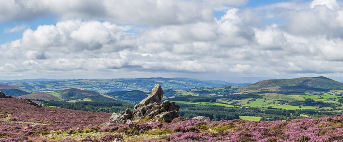 the glorious purple heather-filled view from teh top of the Stiperstones in Lancashire