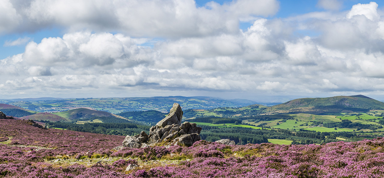 the glorious purple heather-filled view from teh top of the Stiperstones in Lancashire