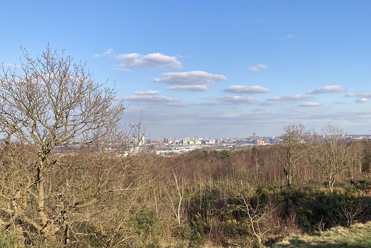 A view to a city skyline from a wooded hill