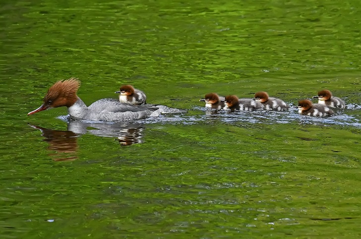 A red-headed duck-like bird swimming ahead of a line of chicks