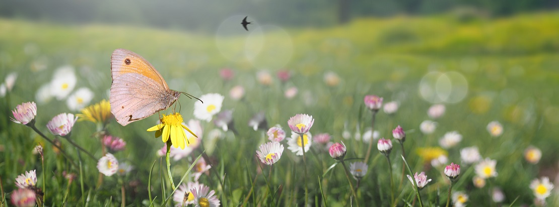 A meadow with colourful flowers a butterfly and swallow