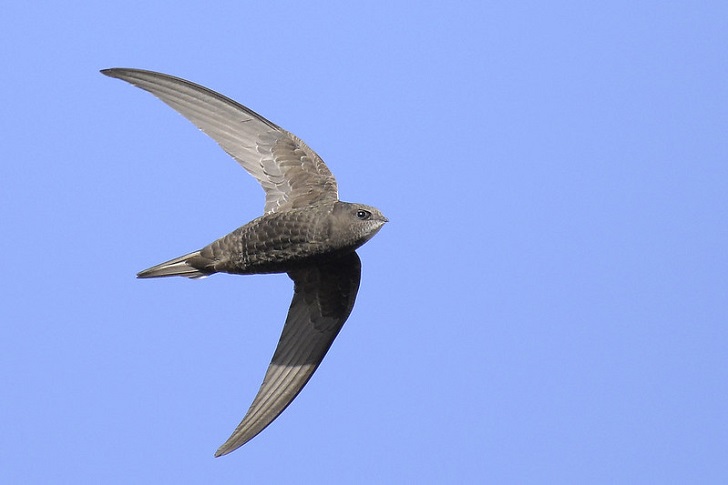 A bird with curved wings against a blue sky