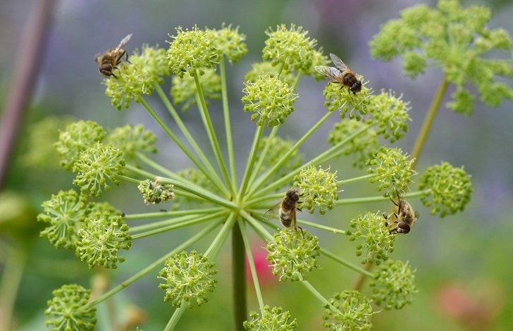 Bees and insects on a green flower