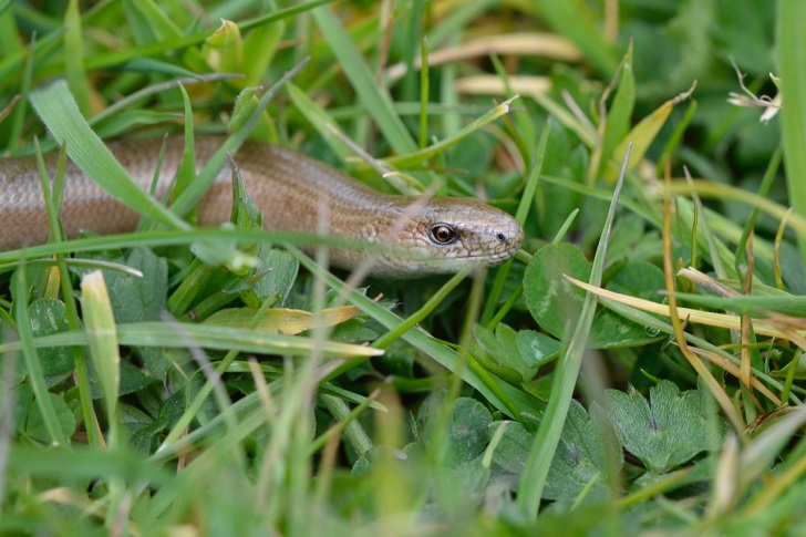 A snake like creature emerging from long grass