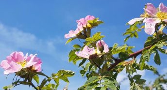 Pink flowers against a blue sky