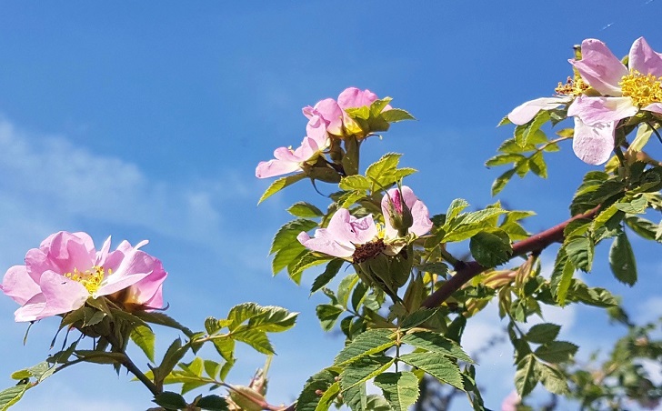 Pink flowers against a blue sky