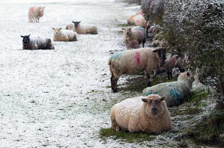 Sheep lie beneath a hedgerow in a snowy field