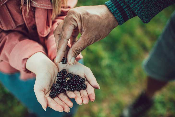 A child's hands hold blackberries while an adult hand takes one