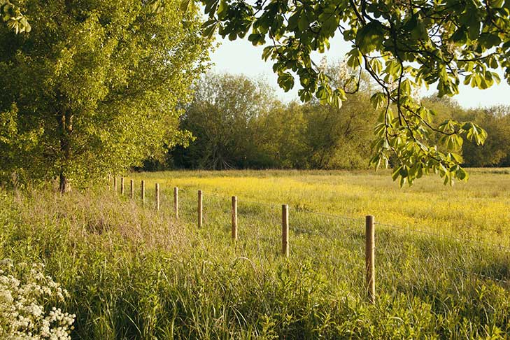 Wooden fenceposts along a field