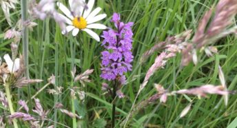purple flower and large daisy in grass meadow