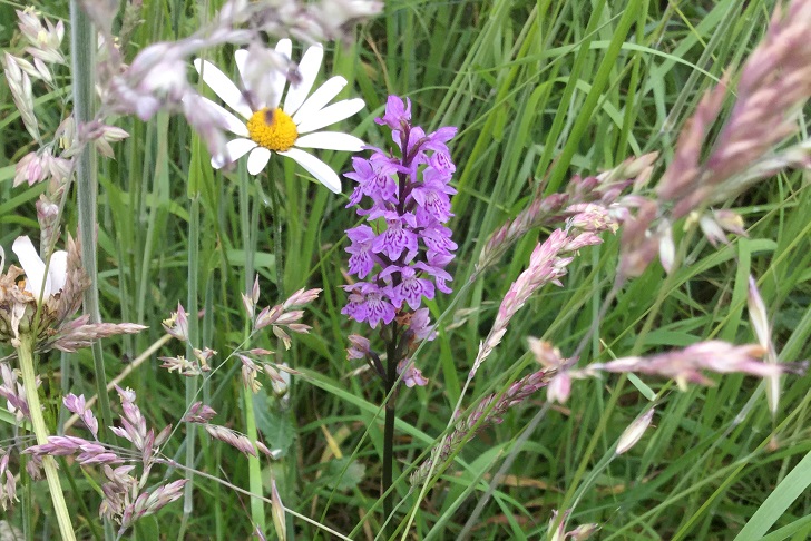 purple flower and large daisy in grass meadow