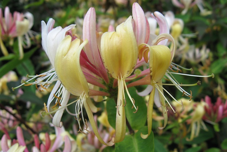 a pink and yellow flower with trailing petals